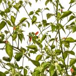 Inca Surprise Chilli Seeds 