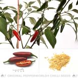 Jalapeno Ciclon Chilli Seeds 