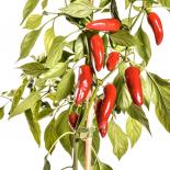 Jalapeno Felicity Chilli Seeds 
