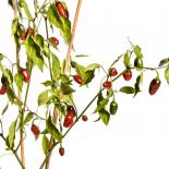 Jalapeño Gigantia Chilli Seeds 