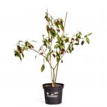 Jalapeno Giganthia BIO Chilipflanze 