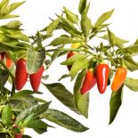 Jalapeno Jaloro Chilli Seeds 