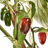 Jalapeno Chilli Seeds 