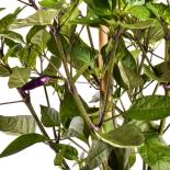 Jalapeño Multi-Color Chilli Seeds 