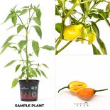 Jamy BIO Chilipflanze 