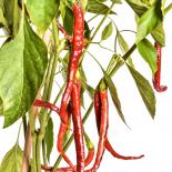 Joe´s Long Cayenne Chilli Seeds 