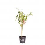 Joe´s Long Cayenne BIO Chilipflanze 