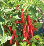 Red Flame F1 Chilli Seeds 