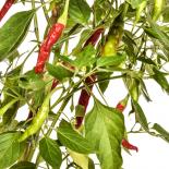 Jwala Chilli Seeds 