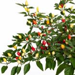 Korean Hot Chilli Seeds 