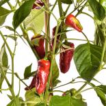 Leutschauer Chilli Seeds 