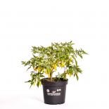 Limon Chili BIO Chilipflanze 