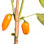 Lunchbox Pepper YELLOW Paprikasamen 