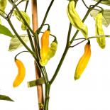 Madame Jeanette Chilli Seeds 