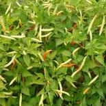 Madeira #3 Chilli Seeds 