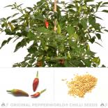 Matchbox Pepper Chili Seeds 