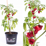 Mini Bonnet BIO Chilipflanze 