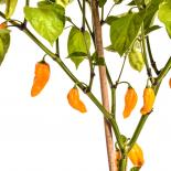 Naga/Bhut Jolokia Orange Chilisamen 