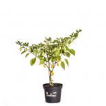 Naga/Bhut Jolokia Orange BIO Chilipflanze 
