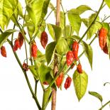 Naga/Bhut Jolokia Red Chilisamen 