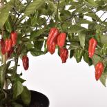Naga Morich Chilisamen 