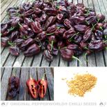 Nagabrain Chocolate Chilli Seeds 