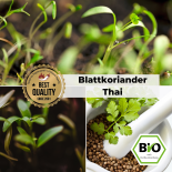 BIO Blattkoriander Thai Samen 