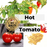 Saat Sortiment "Hot Tomato" - Mixed Set 