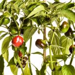 Ñora Chilli Seeds 