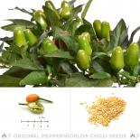 NuMex St. Patrick´s Day Chilisamen 