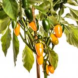 NuMex Jalapeno Pumpkin Spice Chilli Seeds 