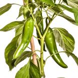 NuMex Joe E Parker Chilisamen 