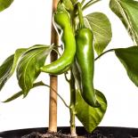 Jalapeno Centella Chilliseeds 