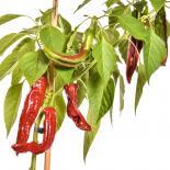 NuMex Sweet Chilli Seeds 