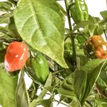 NuMex Trick or Treat Chilli Seeds 