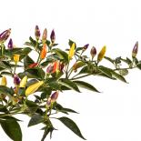 NuMex Twilight Chilli Seeds 