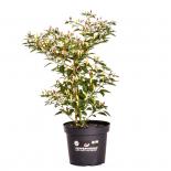 NuMex Twilight BIO Chilipflanze 