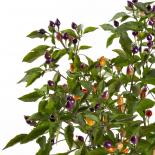 NuMex Centennial Chili Seeds 