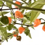 Orange Lantern Chilli Seeds 
