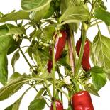 Peperoncino Chilli Seeds 