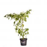 Peppadew Chilli Seeds 