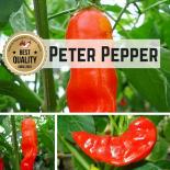 Peter Pepper BIO Chilipflanze 