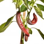 Elefant Chilli Seeds 