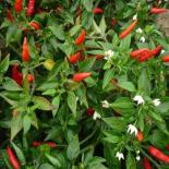 Pico de Pajarito Chilli Seeds 