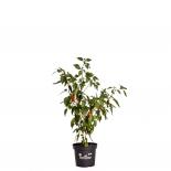 Piment d'Espelette BIO Chilipflanze 