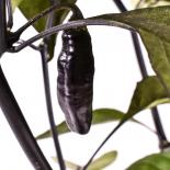 Pimenta da Neyde Chilli Seeds 