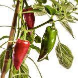 Pimenta Para Mojo Chilli Seeds 