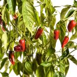 Pimientos de Padron Chilisamen 