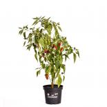 Pimientos de Padron BIO Chilipflanze 