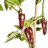 Piquillo Marrón Chilli Seeds 